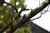 �����ϵĲ�