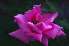 ��д����������õ�廨����ͼƬ