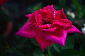 ��д����ŭ�ŵ�õ�廨