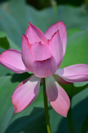 һ���ɫ����ɻ����ز�