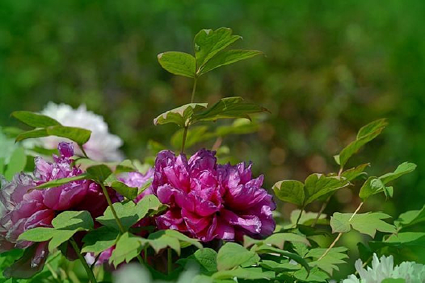 ����ĵ��