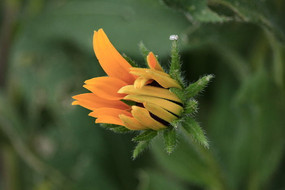 ����Ļ�ɫ���˾ջ�