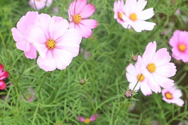 ��ɫ�Ļ���