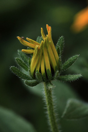 ����ɫ���˾ջ���