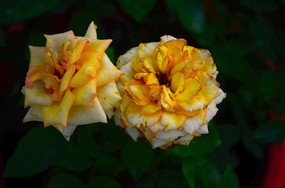 ��õ�廨����