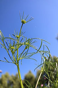 �����Ҷ��