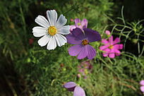 ��ͬ����