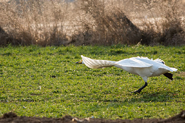 ������ɵ�һ֦���