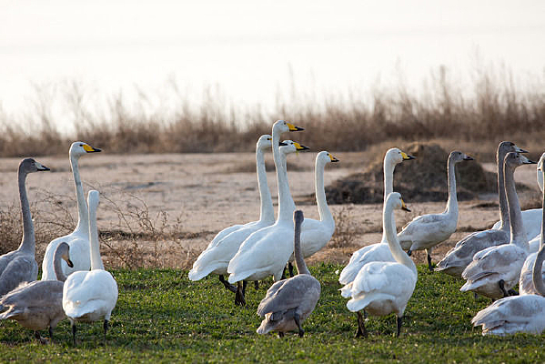 ������һȺ���