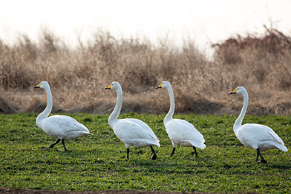 ���������ŵ���ֻ���