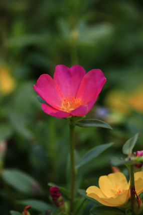 õ�����ǲ˻�