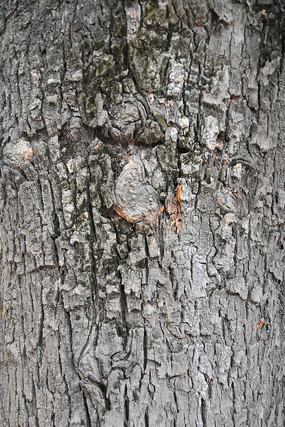 ǧ���ɰ���Ƥ