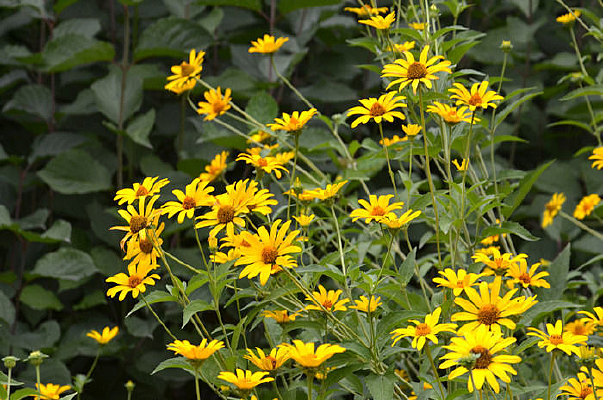 ̫����С������