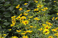 ̫����С������