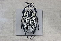 ���ƴ��������