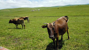 ������ţ