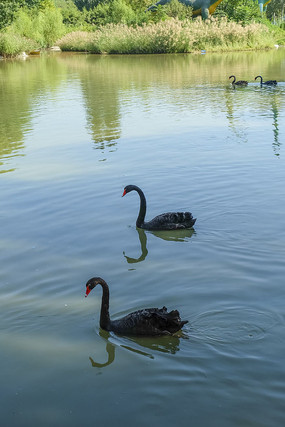 ��߮�ĺ����