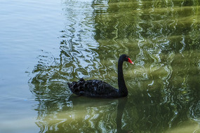 ������Ӱ������