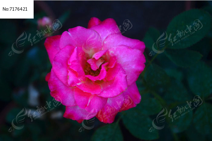 �������ʻ�õ�廨ͼƬ