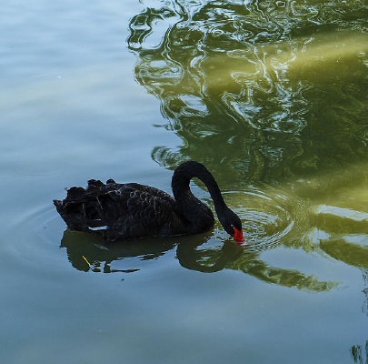 ����ʳ�ĺ����