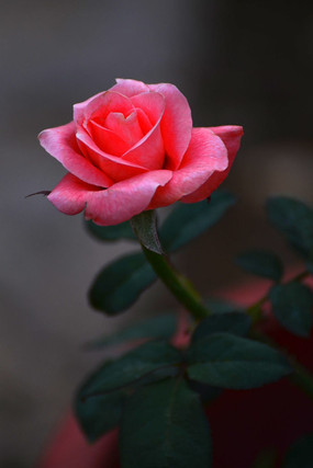 õ�廨�¼���