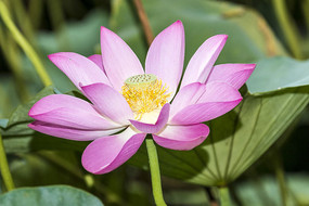 ʢ��������