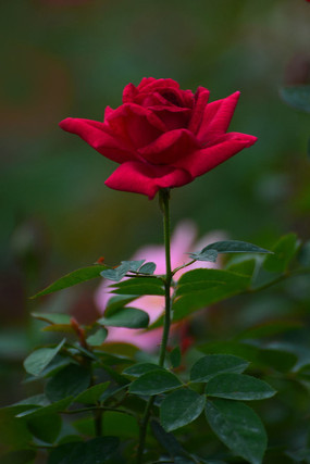 �����Ļ�