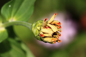 ���ղݻ���