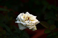 ��ɫõ�廨�����ز�ͼƬ