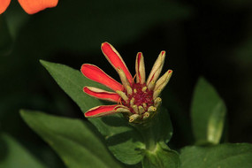 �뿪�ĺ���ղݻ�