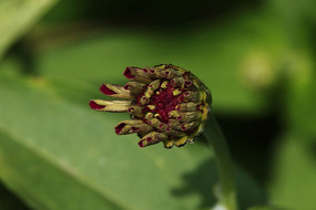 �뿪����ղݻ���