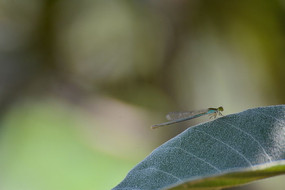 �����ز�