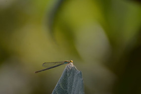 �����ز�