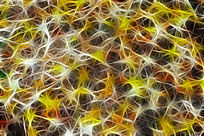 ���Ի�����Ҷ��