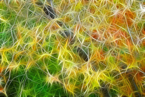 ���Ի�����Ҷ��