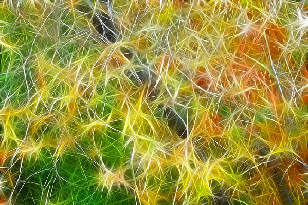 ���Ի�����Ҷ��