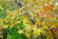 ���Ի�����Ҷ��