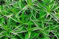 ���Ի���ֲ�