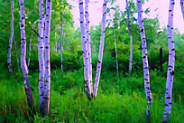 ����ˮ�ʻ���������