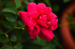 ���õ�廨��