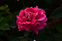 �ۺ��õ�廨�����زķ羰ͼƬ