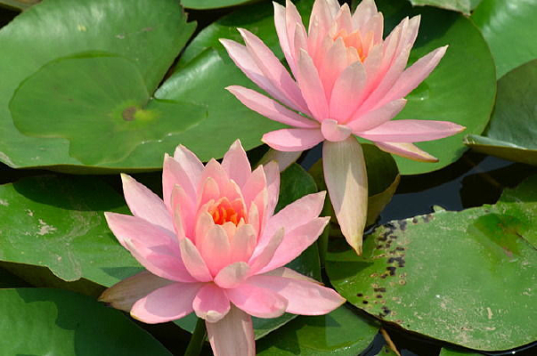 �ۺ�ɫ������