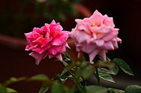 �ۺ�ɫõ�廨�ʻ��زı���ͼƬ