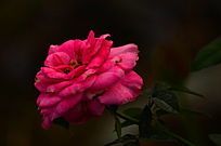 ��ɫõ�廨���ܻ���ͼƬ