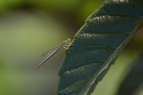 ��������ز�