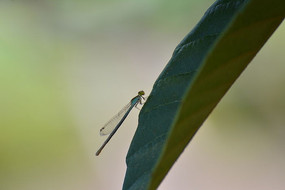 ���Ѹ����ز�