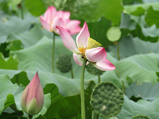 �ɻ�������Ӱ