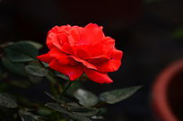 ��õ�廨��������ͼƬ