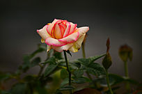 ��������羰֮õ�廨