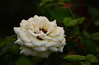 ��������֮��õ�廨����